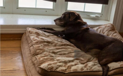 Which Type of Dog Beds are Best? Effective Comprehensive Guide for Dog Owners