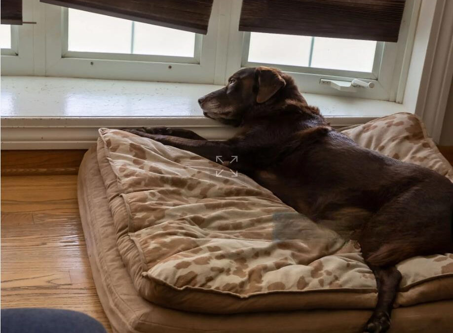 Which Type of Dog Beds are Best? Effective Comprehensive Guide for Dog Owners