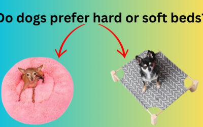 Do dogs prefer hard or soft beds? Disclosure Canine Comfort