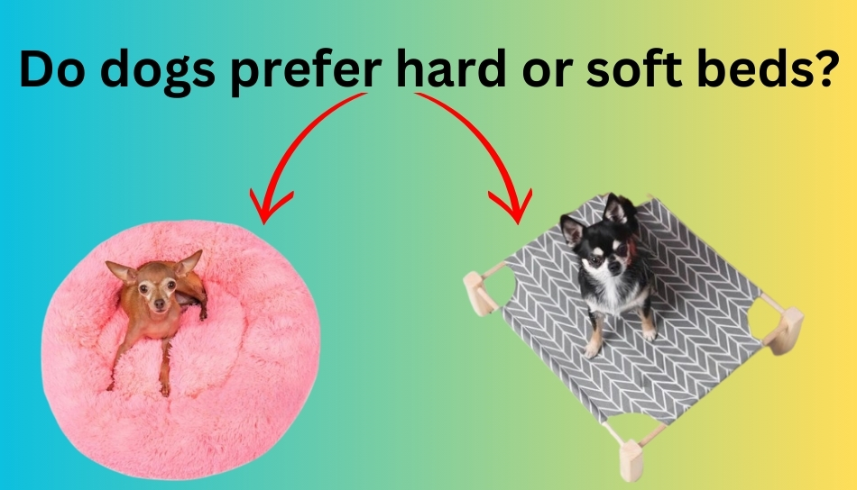 Do dogs prefer hard or soft beds? Disclosure Canine Comfort