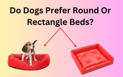 Do Dogs Prefer Round Or Rectangle Beds? Get Your Answer!