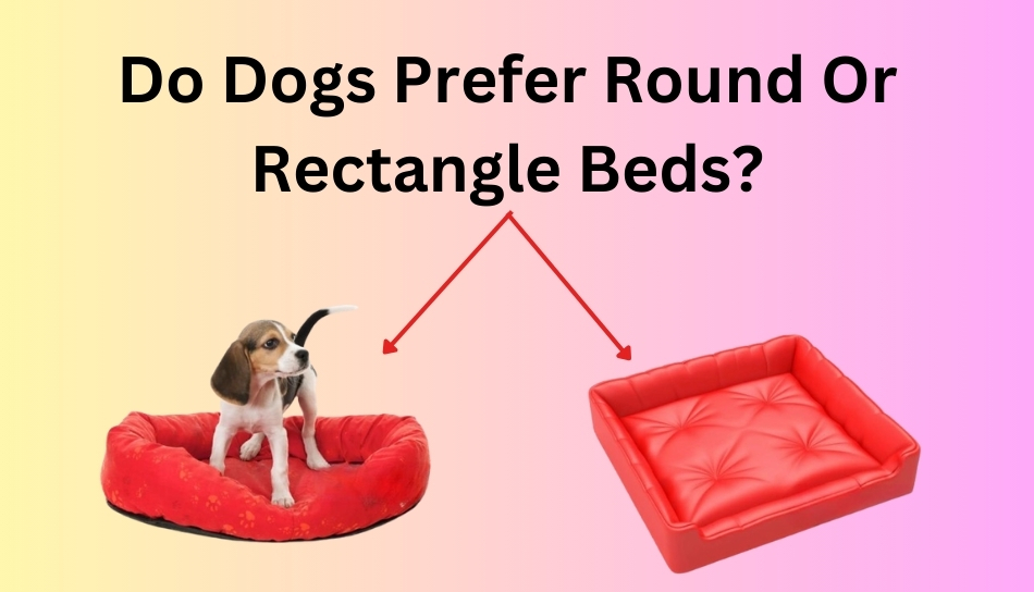 Do Dogs Prefer Round Or Rectangle Beds? Get Your Answer!