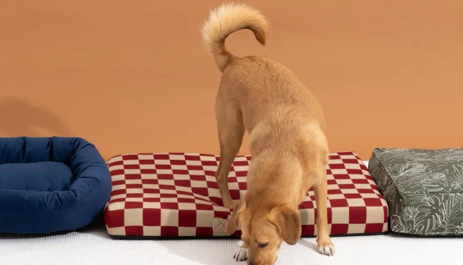 What Beds Do Dogs Like Best? Discover Top Canine Comforts