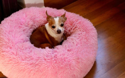 Best Round Dog Beds For All Seasons – Tested and Reviewed