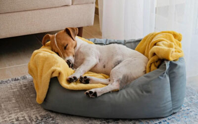 Should I Put A Blanket On My Dogs Bed? Complete Guideline