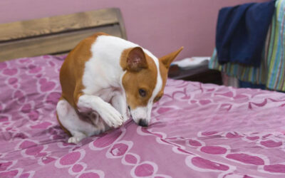 Why Do Dogs Lick Bed Covers? Common Reasons & Solutions