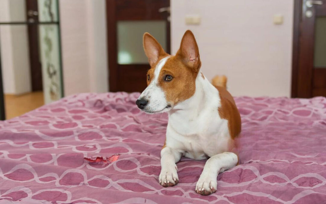 Why Do Dogs Dig on Beds And Couches? Unveiling the Secret Habits of Dogs