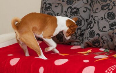 Why Do Dogs Scratch The Bed Covers? 15 Amazing Reasons And Solution